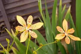 Tìm thấy chất ức chế ung thư phổi trong cây xạ can