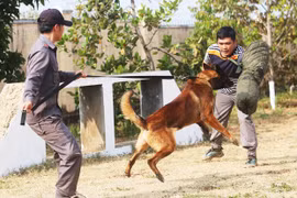 Chuyện chưa biết về nghề huấn luyện cảnh khuyển