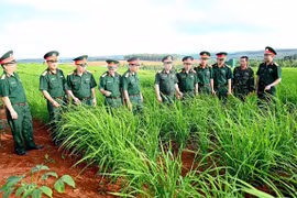 Binh đoàn 15 cho dân mượn đất trồng lúa