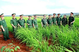 Binh đoàn 15 cho dân mượn đất trồng lúa