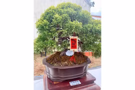 Bonsai: Nghệ thuật của kiên nhẫn và sáng tạo