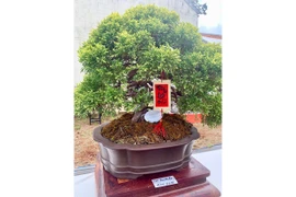 Bonsai: Nghệ thuật của kiên nhẫn và sáng tạo