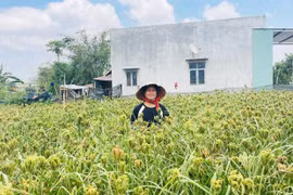 Rượu cần từ hạt cào - sinh kế bền vững của người Bana Đak Pơ