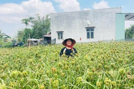 Rượu cần từ hạt cào - sinh kế bền vững của người Bana Đak Pơ
