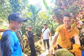 Sầu riêng nhiễm chất cấm sắp 'hết cửa' ở Đắk Lắk