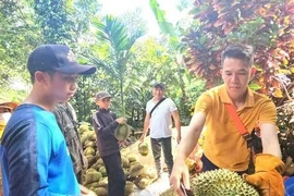 Sầu riêng nhiễm chất cấm sắp 'hết cửa' ở Đắk Lắk