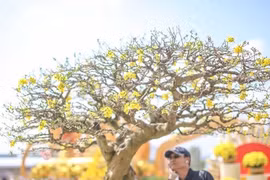 Những gốc mai siêu khủng, siêu đẹp tại Lễ hội mai vàng An Nhơn