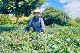 Nông dân thu nhập khá vì giá ớt tăng cao