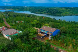 Hơn 1.000 hộ dân Đắk Nông liên kết sản xuất hồ tiêu