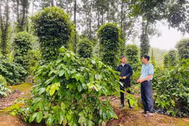 Khai thác tiềm năng, bứt phá toàn diện