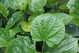 Bài thuốc trị bệnh từ lá lốt