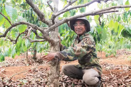 Hành trình khẳng định giá trị cà phê