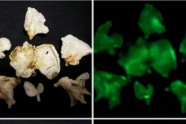 Phát hiện hai loài nấm phát quang kỳ bí tại Vườn quốc gia Bái Tử Long