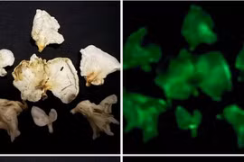 Phát hiện hai loài nấm phát quang kỳ bí tại Vườn quốc gia Bái Tử Long