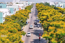 Lim xẹt nhuộm vàng góc phố