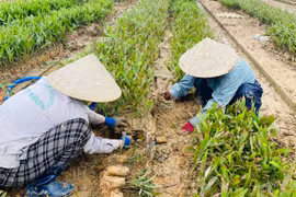 Phục hồi rừng sau bão, lũ