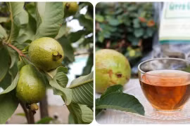 5 nhóm người nên thường xuyên uống nước lá ổi