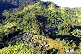 'Phu sâm' ở núi Ngọc Linh