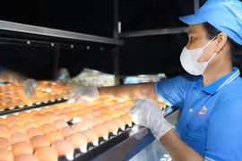 50 năm đất nước thống nhất: Nơi đất lành chim đậu