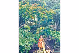 Hoa vàng anh nơi miền sơn cước