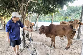 Chủ động phòng, chống dịch bệnh, bảo vệ đàn vật nuôi