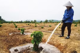 Mùa hoa khát nước - Kỳ 1: Cây "khát" nước vẫn nở đầy hoa trắng