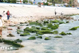 Du khách đổ về làng chài Nhơn Hải 'check in' bãi đá rêu xanh mướt