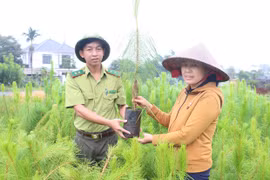 “Thảm đỏ” cho các dự án trồng rừng