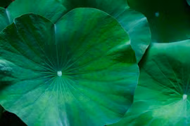 Bài thuốc từ lá sen giúp giảm cân, an thần hiệu quả