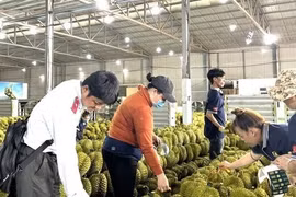 Sầu riêng Việt Nam sẽ đi đâu về đâu?