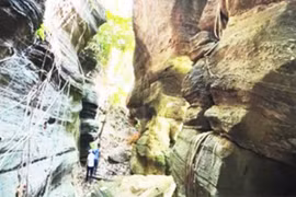 Kỳ quan giữa rừng già