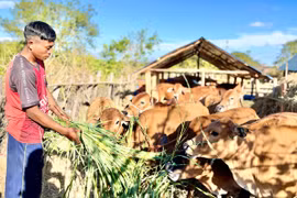 Dự án hỗ trợ bò sinh sản ở xã Ayun: “Chìa khóa” thoát nghèo