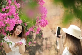 Khánh Hòa: Du khách thích mê đường hoa giấy rực rỡ ở Nha Trang