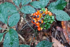 Sâm giả ồ ạt nhập lậu, đội lốt sâm Ngọc Linh