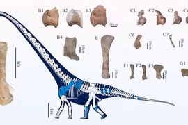 Trung Quốc phát hiện loài 'rồng Đồng Nam' dài 28 m