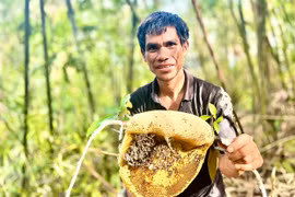 Theo chân thợ săn mật ong đất