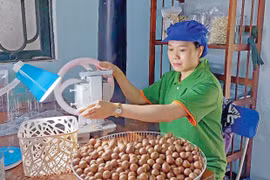 Người tiên phong trồng cây mắc ca tại Kbang