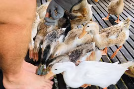 Độc đáo 'massage vịt' ở xứ cồn miền Tây