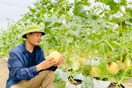 Chứng nhận VietGAP: “Bệ phóng” xây dựng nông sản sạch