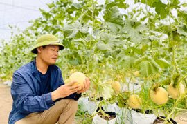 Chứng nhận VietGAP: “Bệ phóng” xây dựng nông sản sạch