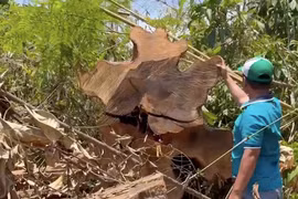 Phá cả cánh rừng, dựng nhà gỗ trái phép sát trụ sở UBND huyện