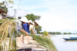 Khách Tây thích thú chẻ cói, dệt chiếu ở Hội An