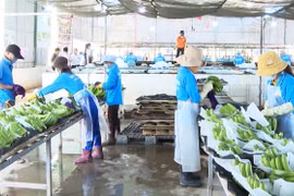 Doanh nghiệp xuất khẩu nông sản tích cực tìm kiếm thị trường mới