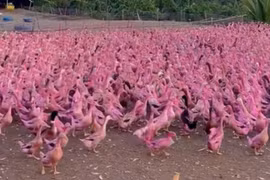 Đàn vịt màu hồng ở miền Tây 'gây sốt' mạng xã hội
