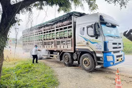 Triển khai Tháng tổng vệ sinh khử trùng tiêu độc phòng-chống dịch bệnh