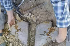 Phát hiện dấu chân hóa thạch lâu đời nhất của bò sát tại Australia