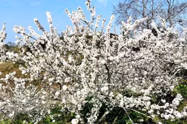 Xuân núi rừng vương vấn mùa hoa