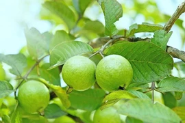 Phân tử có trong cây ổi đem lại phương pháp đột phá chống lại ung thư gan