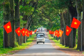 Hàng thông trăm tuổi: Thanh âm một đời cây