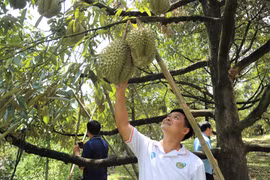 Bộ Nông nghiệp và Môi trường hỗ trợ Lâm Đồng kiểm soát chất lượng sầu riêng xuất khẩu